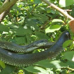 Beim Ringlottenpflücken entdeckt Elvira die Schlange 🫣🫣🫣