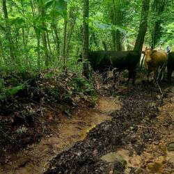 Some trails were still a bit muddy, and we had to stand back to allow a herd of cattle through.