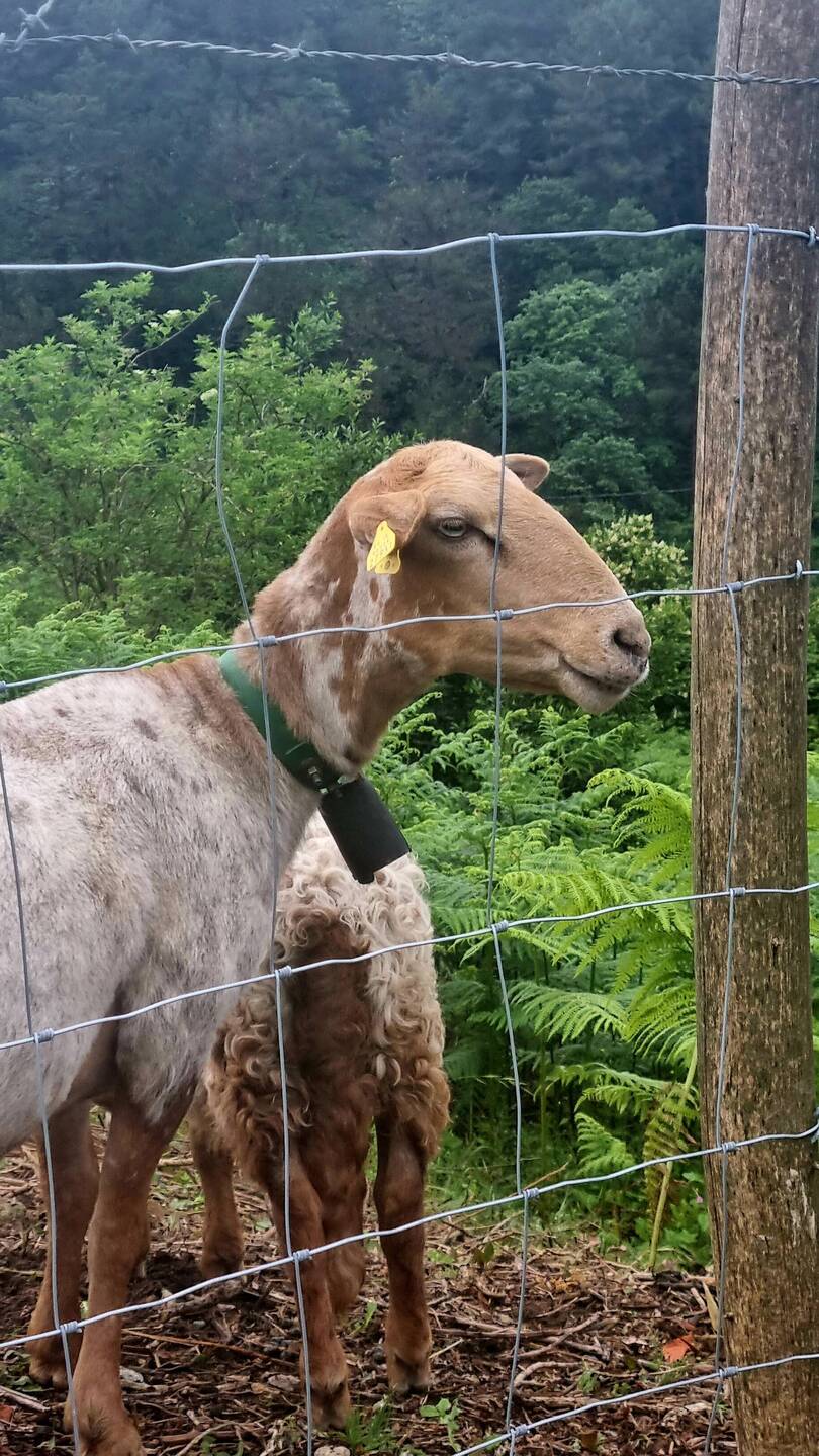 We encountered some gorgeous animals today
