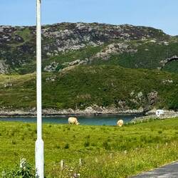 Schottische Hochlandrinder