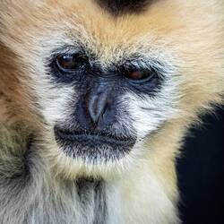 Northern White-Cheeked Gibbon ... Denver Zoo — Denver, CO.