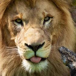 African Lion ... Denver Zoo — Denver, CO.