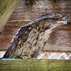 Tawny Frogmouth ... Denver Zoo — Denver, CO.
