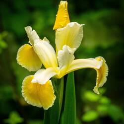 Bearded Iris ... Denver Zoo — Denver, CO.