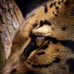Clouded Leopard ... Denver Zoo — Denver, CO.