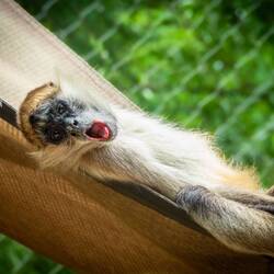 Black-Handed Spider Monkey ... Denver Zoo — Denver, CO.