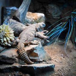 South Arabian Spiny-Tailed Lizard ... Denver Zoo — Denver, CO.