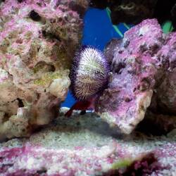 Variegated Sea Urchin ... Denver Zoo — Denver, CO.