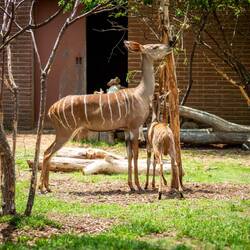 Lesser Kudu ... Denver Zoo — Denver, CO.