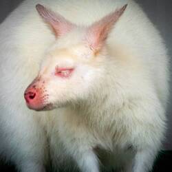 "Marshmallow" the albino wallaby ... Denver Zoo — Denver, CO.