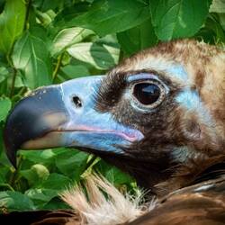 Cinereous Vulture ... Denver Zoo — Denver, CO.