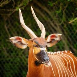 Eastern Bongo ... Denver Zoo — Denver, CO.