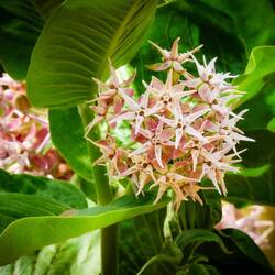 Showy Milkweed ... Denver Zoo — Denver, CO.