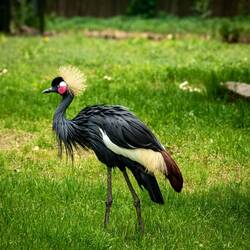Black Crowned Crane ... Denver Zoo — Denver, CO.