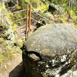 Unschwer zu erkennen: Schildkröte