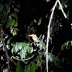 Der grösste Kingfisher auf Borneo
