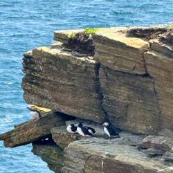 Puffins