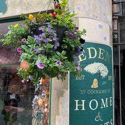 Pretty hanging flowers