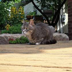 The neighbors cat 🐱