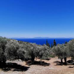 View over olive trees to Türkiye!