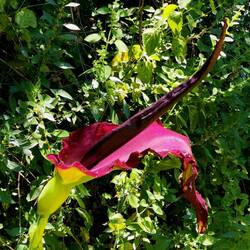 *Dracunculus vulgaris*, one of the biggest blossoms in Europe!