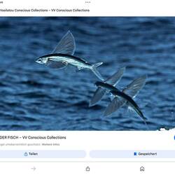 Foto leider nur aus dem Internet