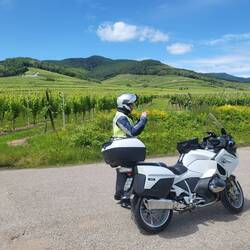 Rebberg im Elsass