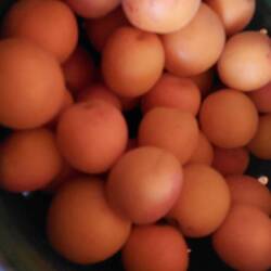 Slowenische Marillen sollen Marmelade werden