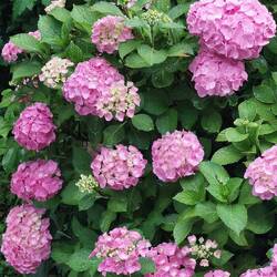 Die Hortensien begrüßen uns zuhause