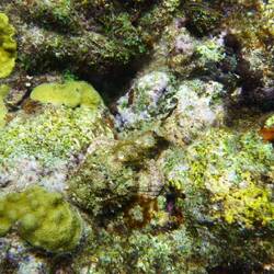 wer sieht den Skorpionfisch?