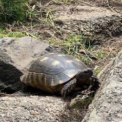 Süße Schildkröte 🐢