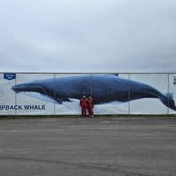 This is the Actual size of the whale!