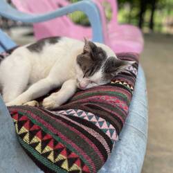 Aw, kitty!