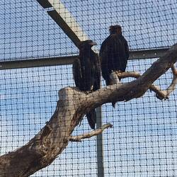 Most Eagles killed by trucks and caravans...