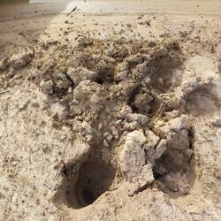 Zarte Elefantenfussabdrücke