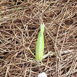 Die Zikaden sind hier auch was grösser als anderswo