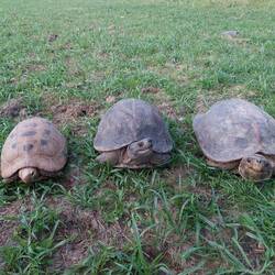 Familie Schildkröte