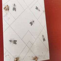 Leider haben sich in meiner Abwesenheit auch wieder Lebensmotten eingenistet 🙄