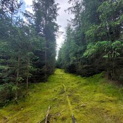 Unfassbar viel Moos. Herrlich.