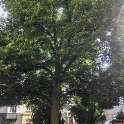 Ein Sonnenfenster in den Wolken, gerade, als ich an dem Park vorbei komme