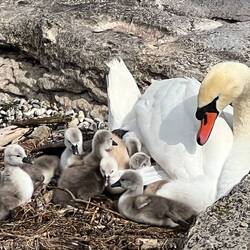 Schwanenfamilie am Freibad
