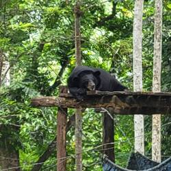 Bear in jungle