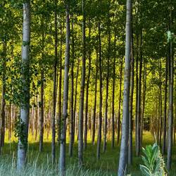 Beautiful forest outside Itera de la Vega