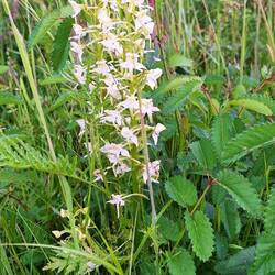 Er hat eine grünliche Waldhyazinte entdeckt, gehört zu den Orchideen