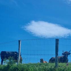 Clear skies and cows