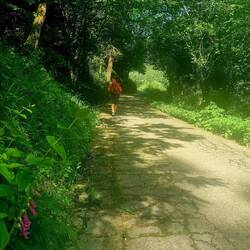 Some lovely trails through forests today with wildflowers lining the path