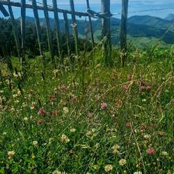 Lots of wildflowers, or are they just weeds? I still think they look pretty