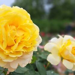 Clemens Gardens