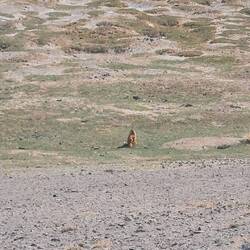 there are soooo many of these up there. i saw dozens every day. love em.