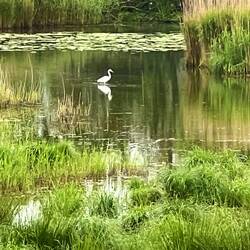Über einen Holzturm kann man die Vogelwelt beobachten.
